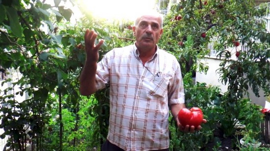 Bahçesinde 1 kiloluk domates yetiştirdi