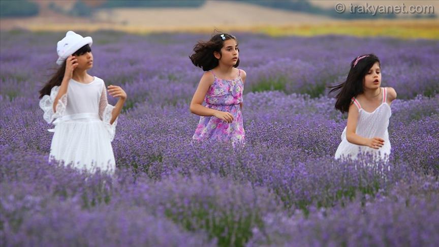 Purple frame season in Tekirdag